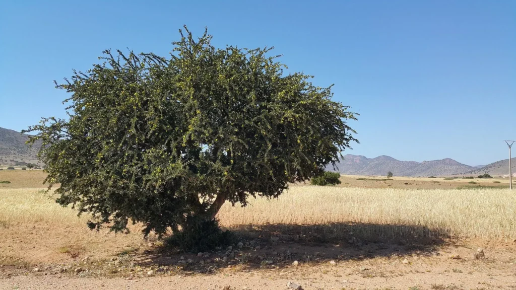 Argan oil